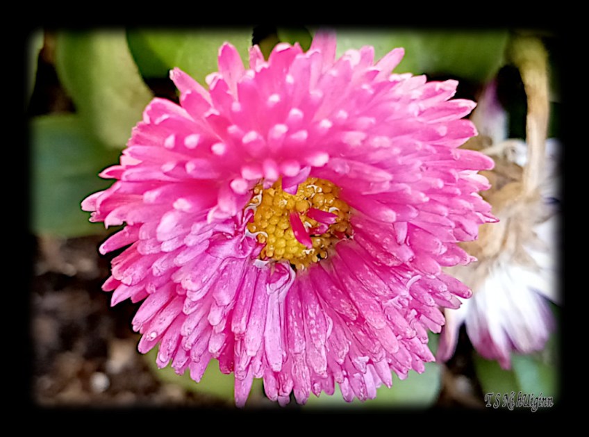 Yellow and Pink flower taken by Salish photographer TS Ni hUiginn