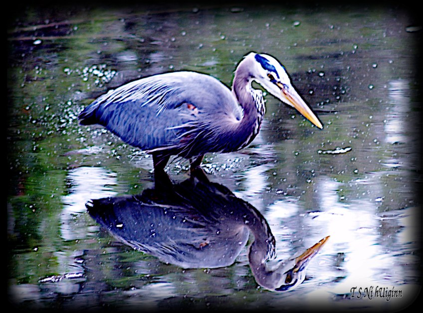 Great Blue Heron taken with Olympus Evolt E-300 by Coastal Salish Photographer TS Ni hUiginn