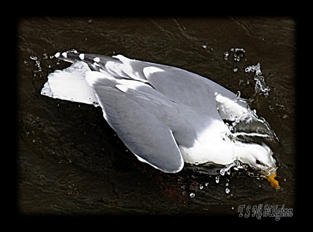 Seagull splashing in the Salish Sea taken with Olympus Evolt E-300 by Coastal Salish Photographer TS Ni hUiginn
