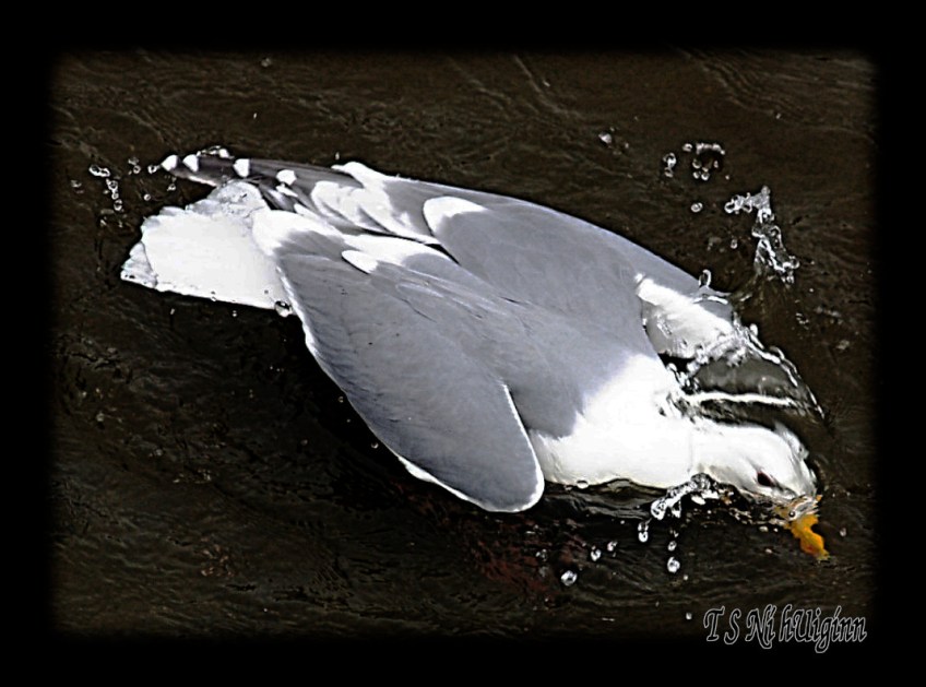 Seagull splashing in the Salish Sea taken with Olympus Evolt E-300 by Coastal Salish Photographer TS Ni hUiginn