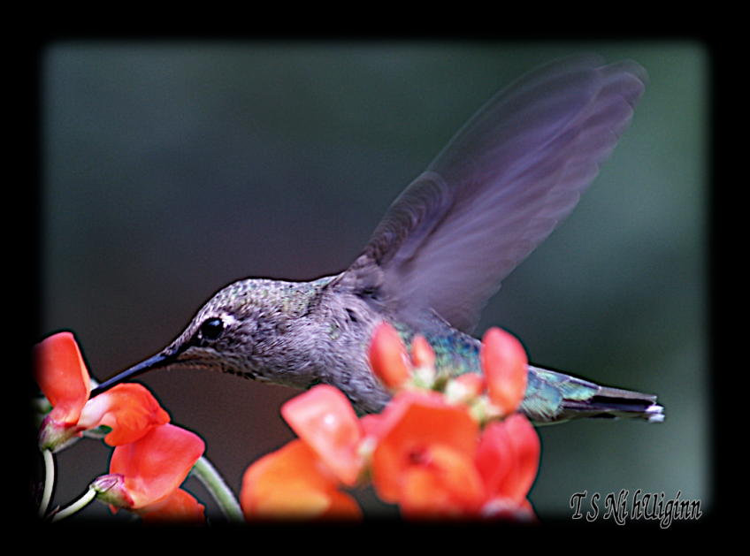 A female Anna's Hummingbird feeding on nectar, taken with Olympus Evolt E-300 by Coastal Salish Photographer TS Ni hUiginn
