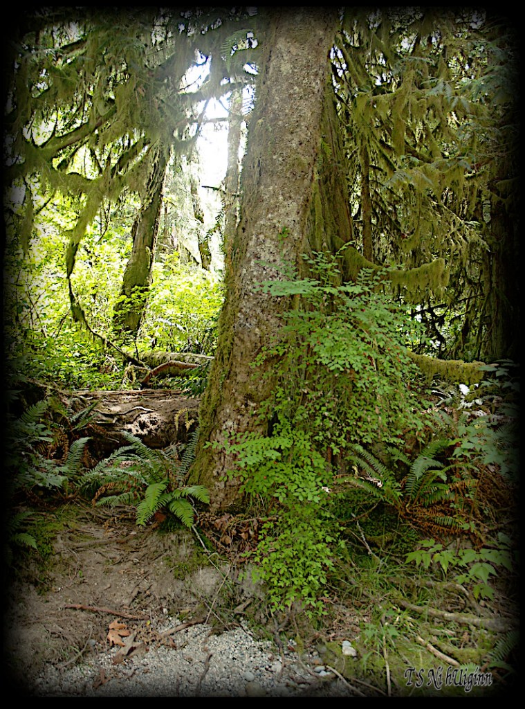 In the Forest taken with Olympus Evolt E-300 by Coastal Salish Photographer TS Ni hUiginn