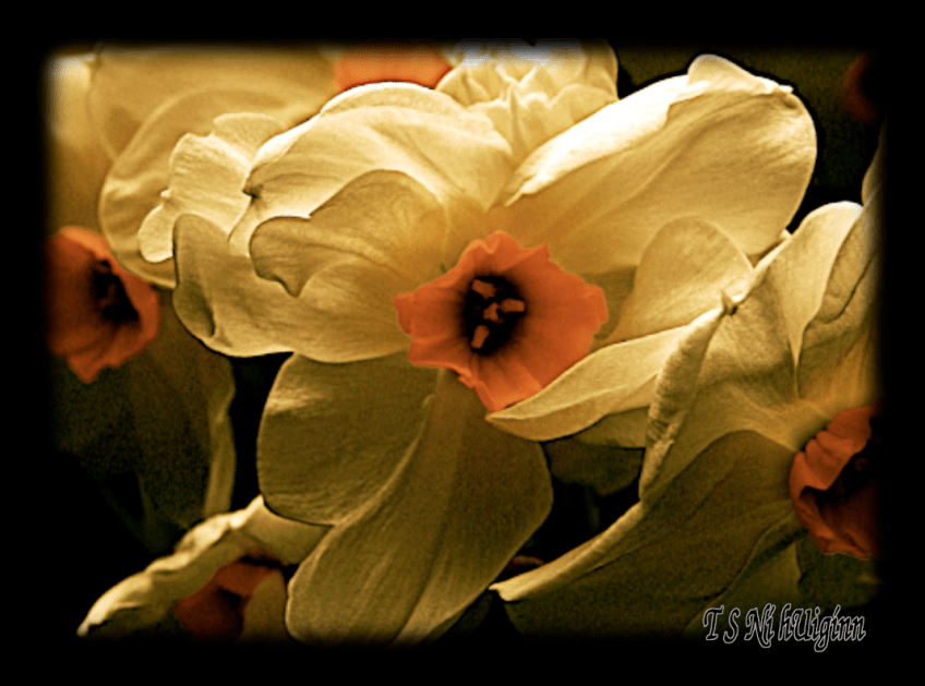 A photograph taken by TS Ni hUiggin of spring daffodils.