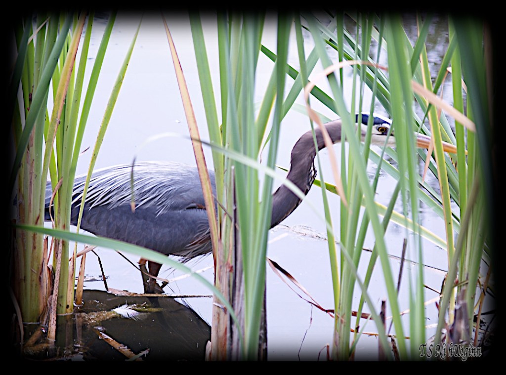 Great Blue Heron taken with Olympus Evolt E-300 by Coastal Salish Photographer TS Ni hUiginn