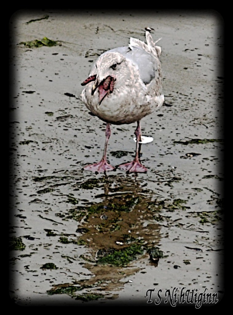 Seagull swallowing Starfish taken with Olympus Evolt E-300 by Coastal Salish Photographer TS Ni hUiginn