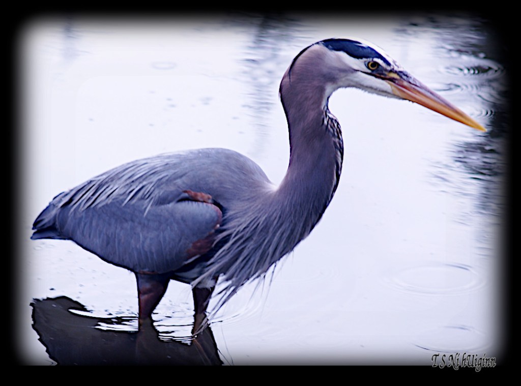 Great Blue Heron taken with Olympus Evolt E-300 by Coastal Salish Photographer TS Ni hUiginn