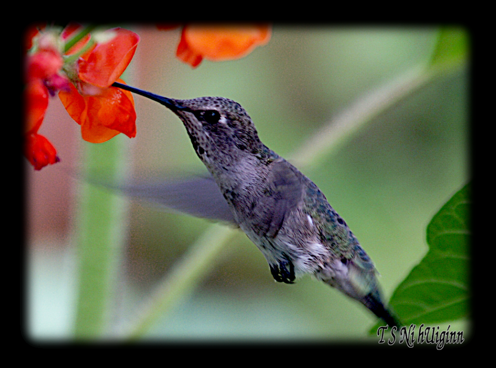 A female Anna's Hummingbird feeding on nectar, taken with Olympus Evolt E-300 by Coastal Salish Photographer TS Ni hUiginn