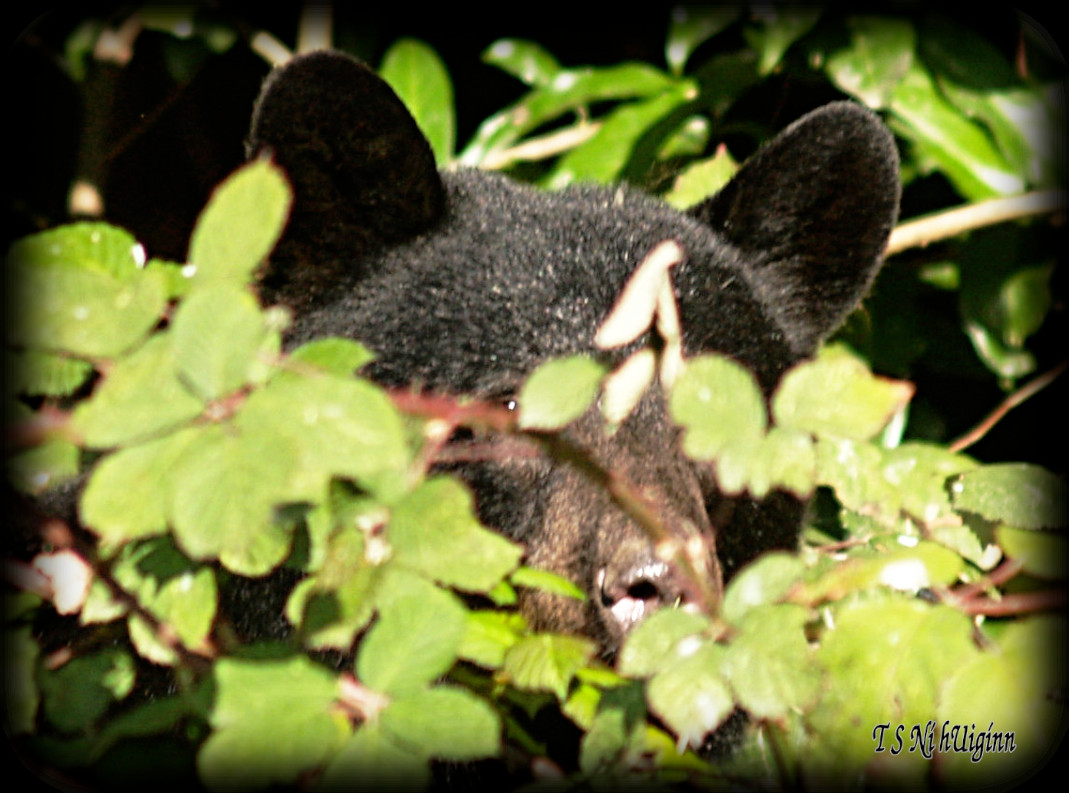 Black Bear in the Blackberries taken with Olympus Evolt E-300 by Coastal Salish Photographer TS Ni hUiginn.