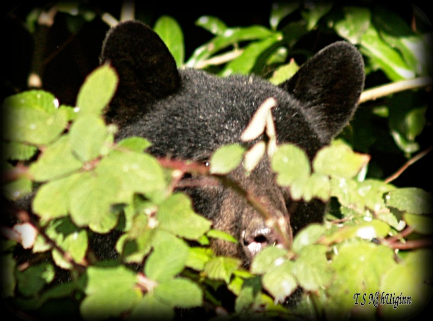 Black Bear in the Blackberries taken with Olympus Evolt E-300 by Coastal Salish Photographer TS Ni hUiginn.