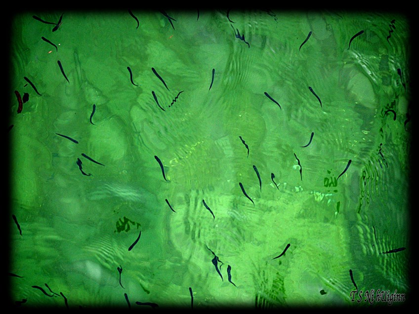 Fish in ocean taken by Salish photographer TS Ni hUiginn!