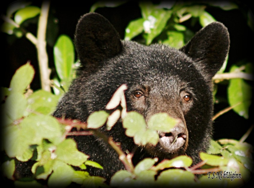 Black Bear in the Blackberries taken with Olympus Evolt E-300 by Coastal Salish Photographer TS Ni hUiginn.