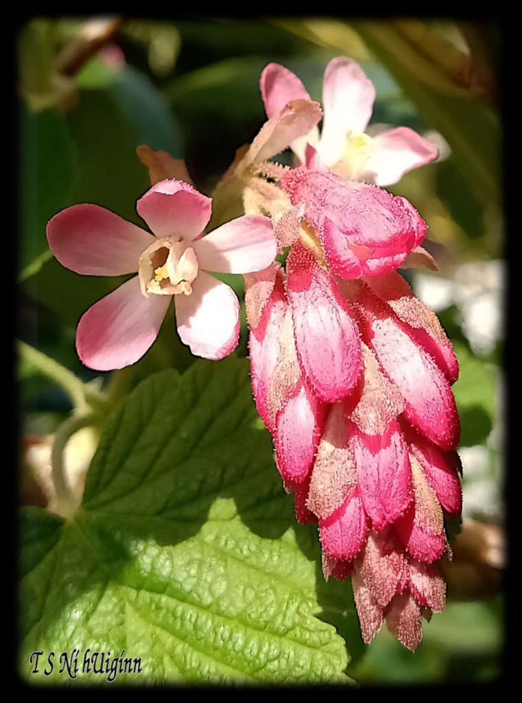 Pink Currant Blossoms taken by Salish photographer TS Ni hUiginn