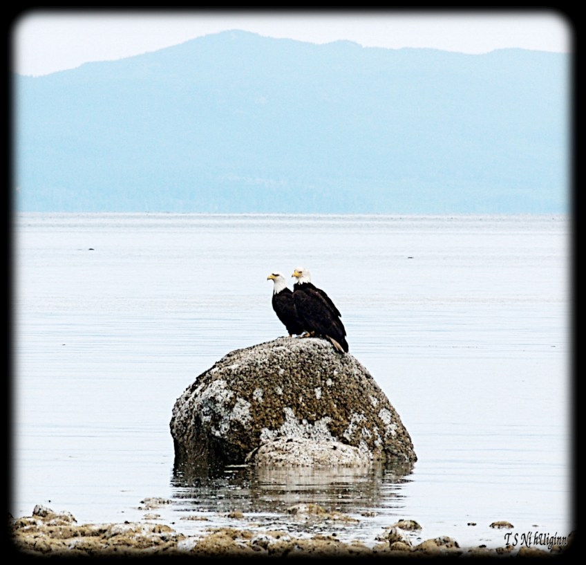 Bald Eagles on a rock taken with Olympus Evolt E-300 by Coastal Salish Photographer TS Ni hUiginn.