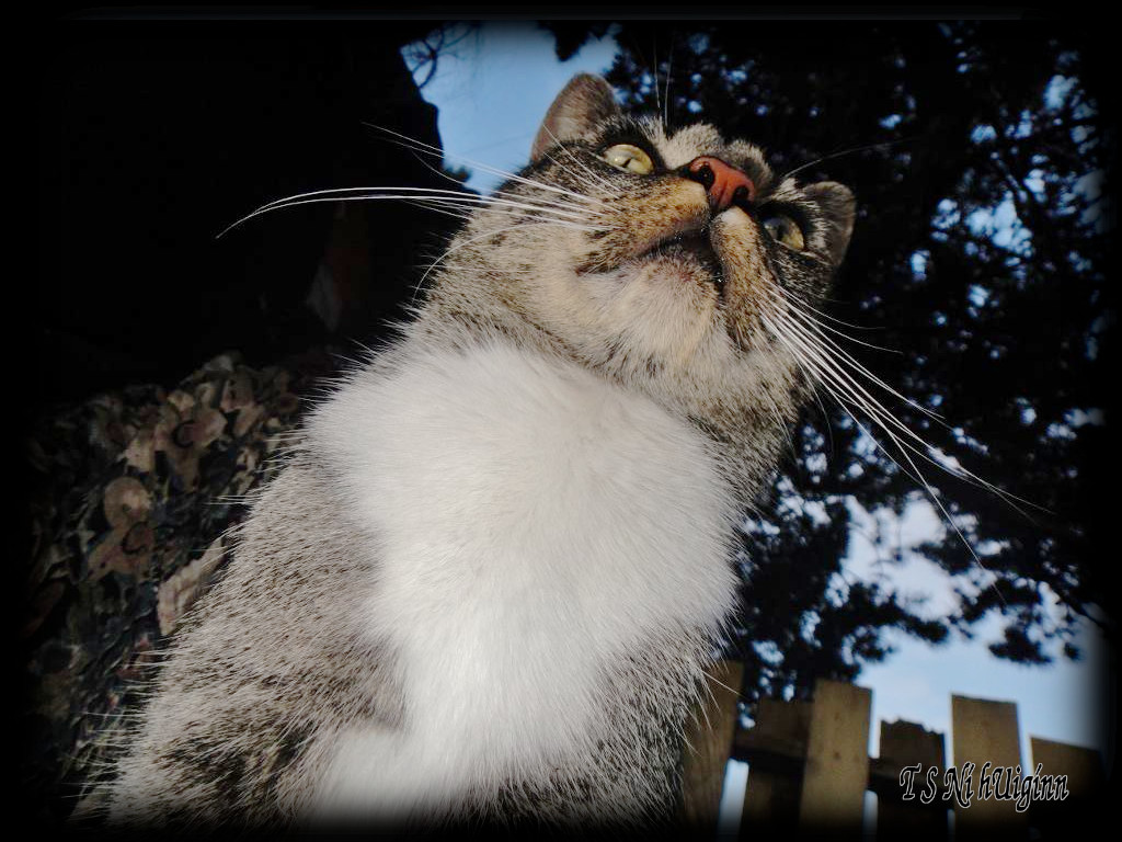 A photograph of a stray tabby taken cat by Salish photographer TS Ni hUiggin