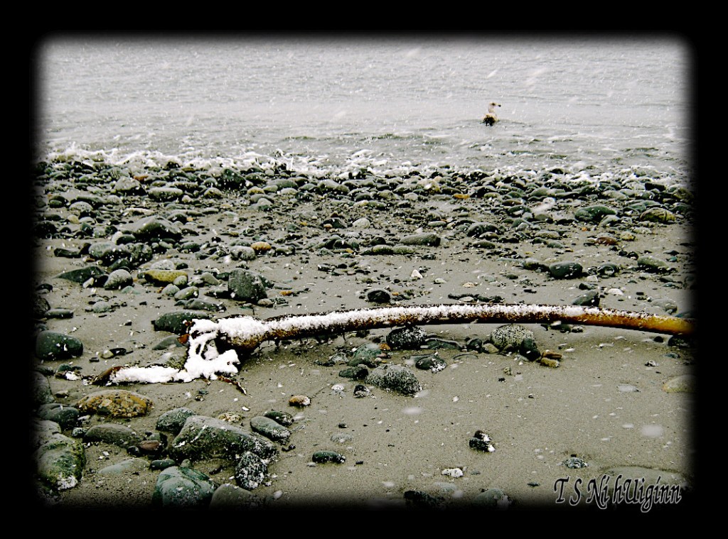 A snow covered bull kelp (Nereocystis) on a beach taken by Salish photographer TS Ni hUiginn.