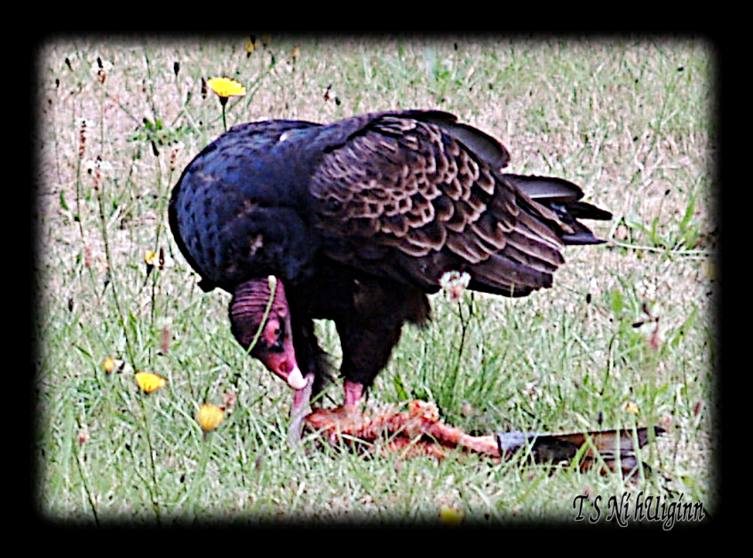 A photograph of a Turkey Vulture (Cathartes aura) eating a Salmon carcass taken by TS Ni hUiginn.
