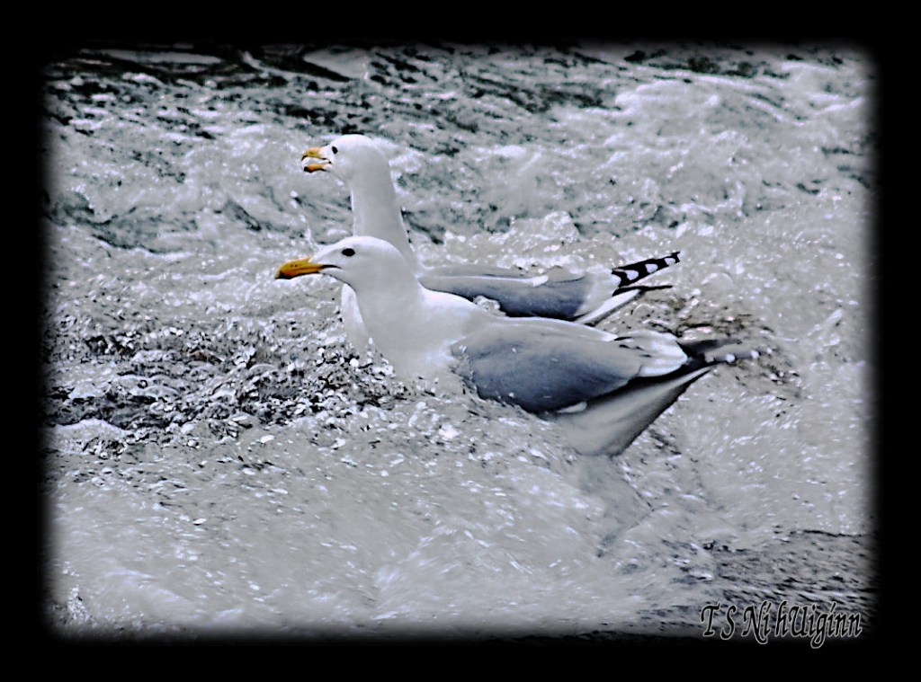 Seagulls in the Surf taken with Olympus Evolt E-300 by Coastal Salish Photographer TS Ni hUiginn