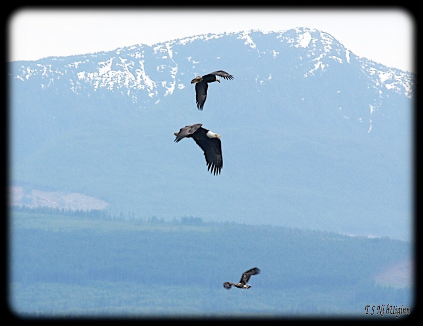 Bald Eagles hunting in the Salish Sea taken with Olympus Evolt E-300 by Coastal Salish Photographer TS Ni hUiginn.