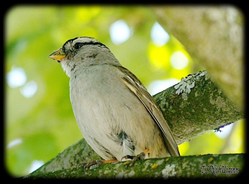 Song Bird taken with Olympus Evolt E-300 by Coastal Salish Photographer TS Ni hUiginn