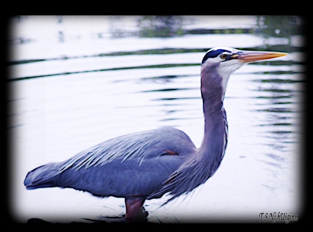 Great Blue Heron taken with Olympus Evolt E-300 by Coastal Salish Photographer TS Ni hUiginn