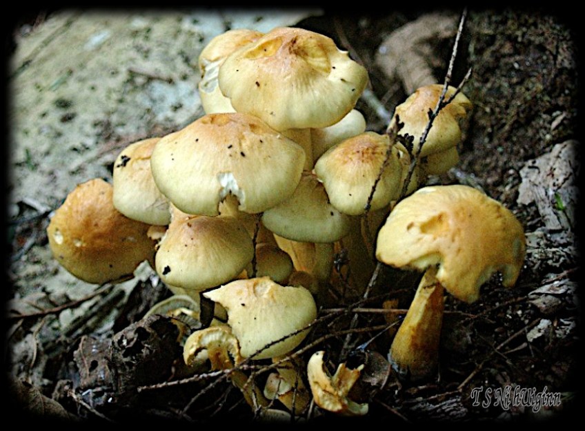 Mushrooms taken with Olympus Evolt E-300 by Coastal Salish Photographer TS Ni hUiginn