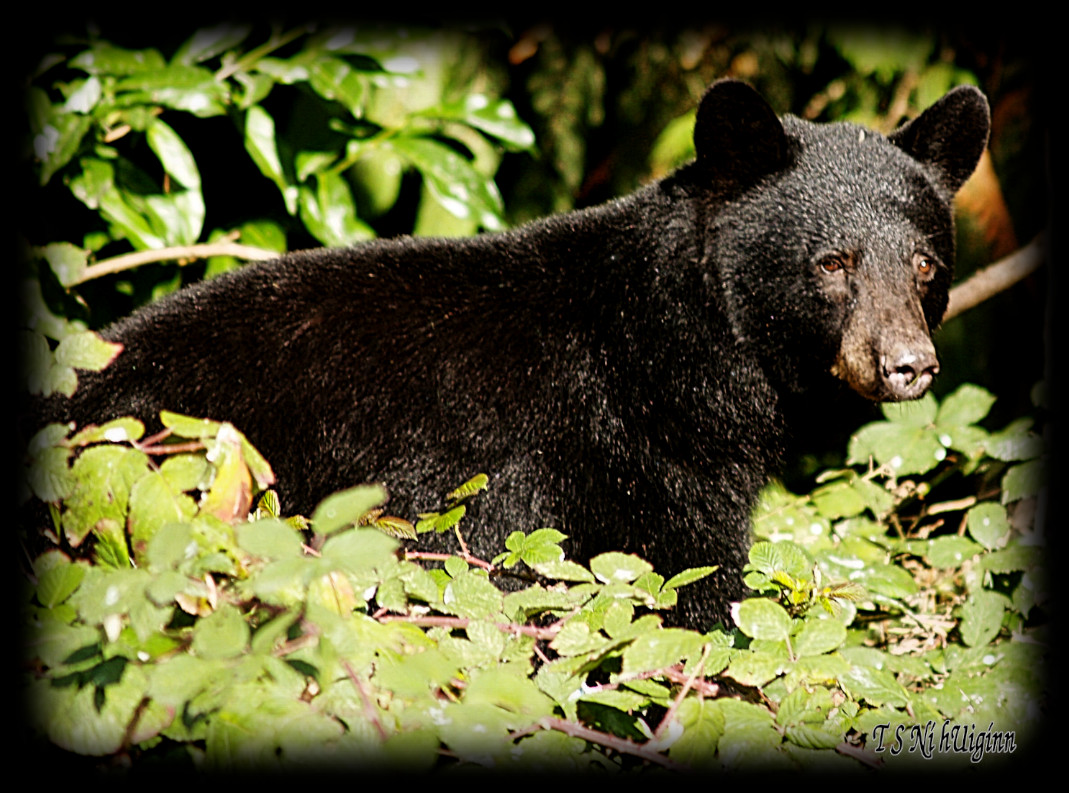 Black Bear in the Blackberries taken with Olympus Evolt E-300 by Coastal Salish Photographer TS Ni hUiginn.