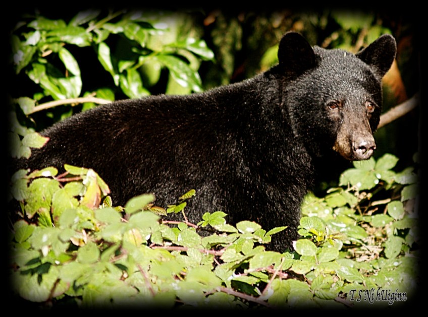 Black Bear in the Blackberries taken with Olympus Evolt E-300 by Coastal Salish Photographer TS Ni hUiginn.