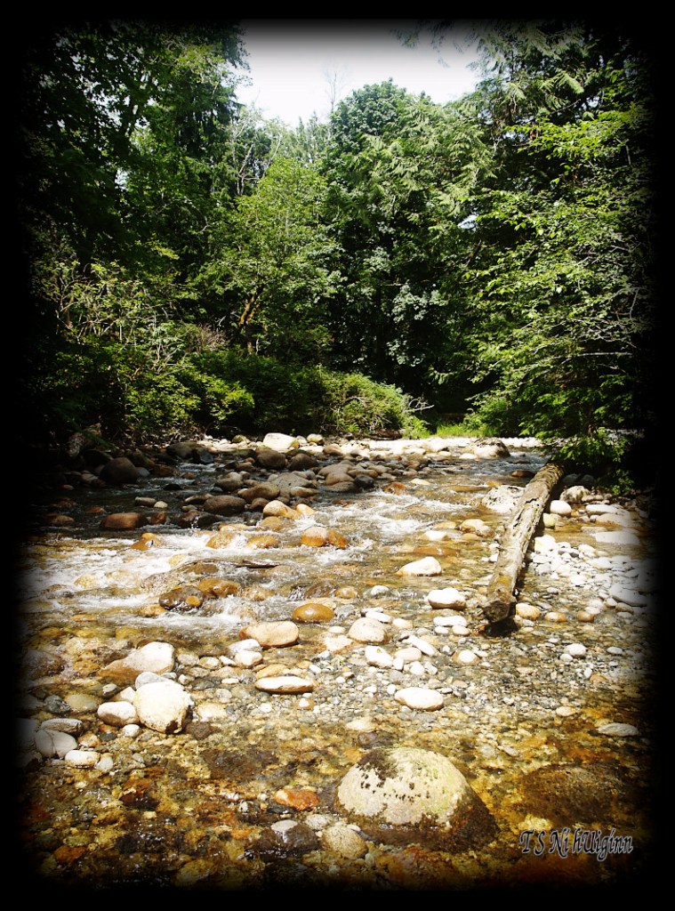 Creek in the forest taken with Olympus Evolt E-300 by Coastal Salish Photographer TS Ni hUiginn