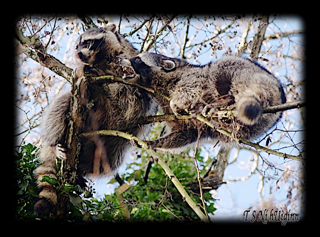 Raccoons fighting in a Tree taken with Olympus Evolt E-300 by Coastal Salish Photographer TS Ni hUiginn