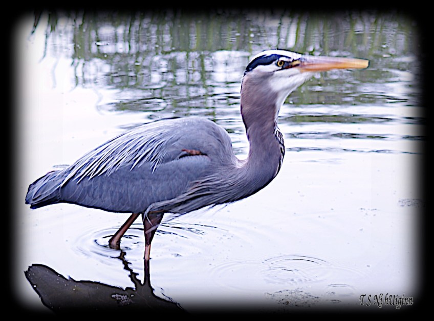 Great Blue Heron taken with Olympus Evolt E-300 by Coastal Salish Photographer TS Ni hUiginn