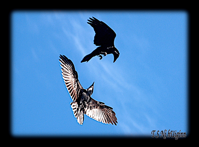 Two Ravens in Flight