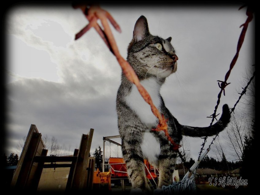 A photograph of a stray tabby taken cat by Salish photographer TS Ni hUiginn