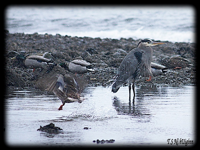 Snow falling on heron taken by Salish photographer TS Ni hUiginn!