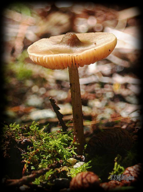 Mushroom taken with Olympus Evolt E-300 by Coastal Salish Photographer TS Ni hUiginn