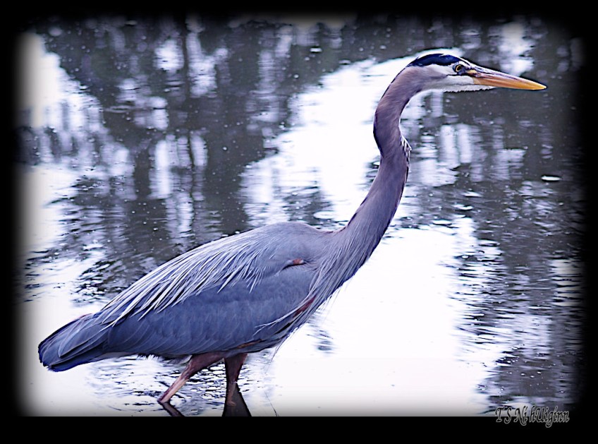 Great Blue Heron taken with Olympus Evolt E-300 by Coastal Salish Photographer TS Ni hUiginn