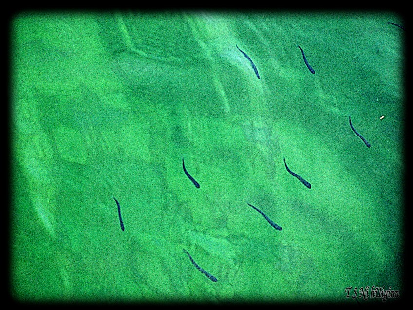 Fish in ocean taken by Salish photographer TS Ni hUiginn!