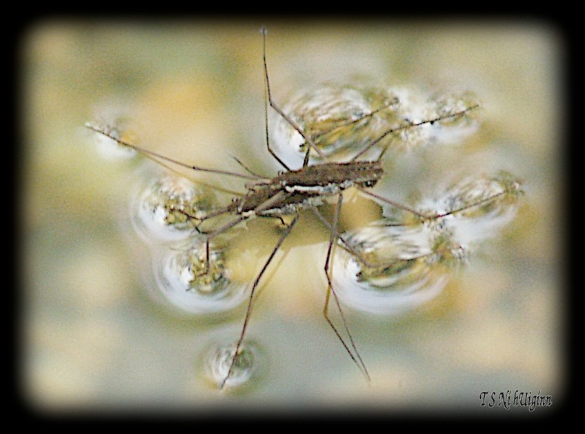 Water Strider taken with Olympus Evolt E-300 by Coastal Salish Photographer TS Ni hUiginn