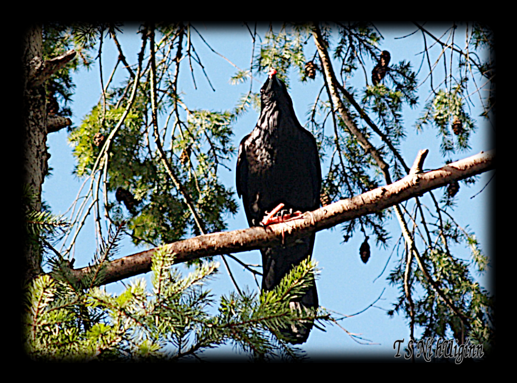 Raven Perched on Fir Tree pecking at a chicken bone.
