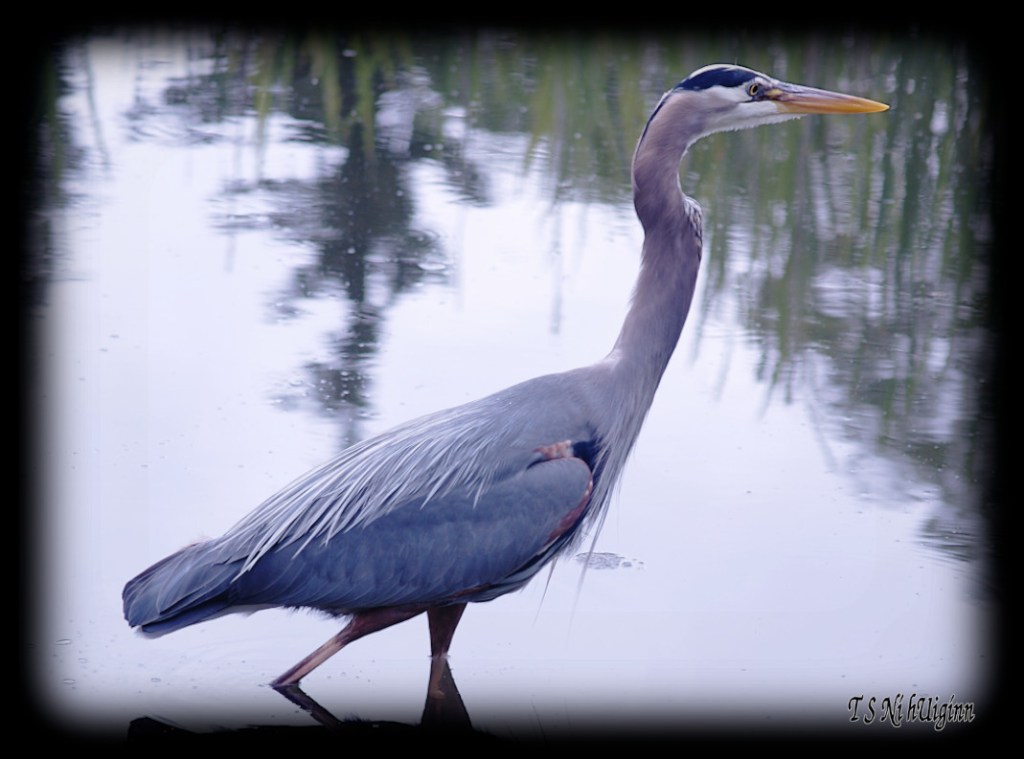 Great Blue Heron taken with Olympus Evolt E-300 by Coastal Salish Photographer TS Ni hUiginn