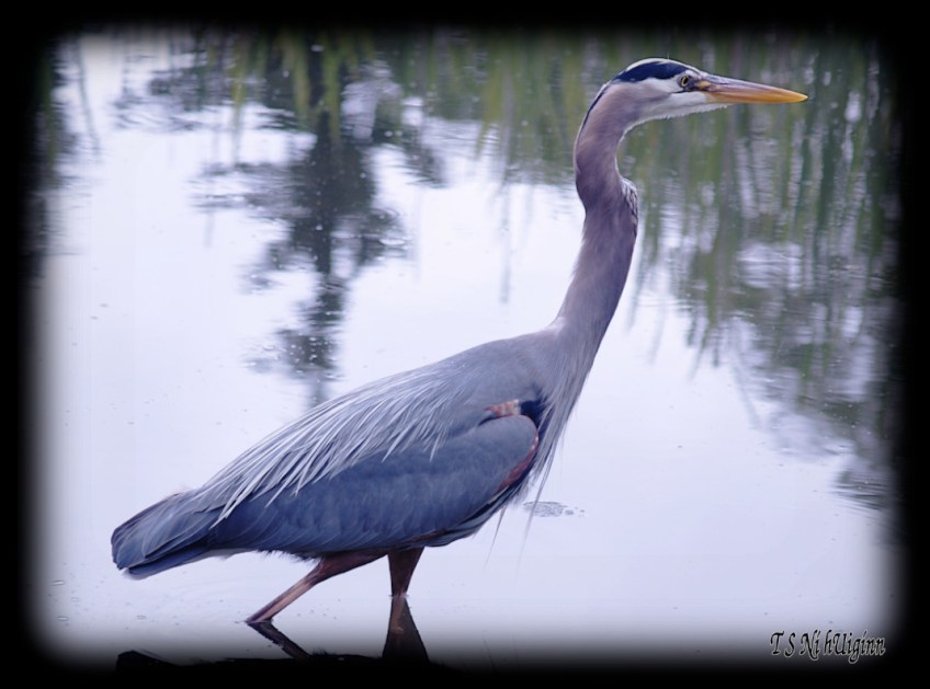 Great Blue Heron taken with Olympus Evolt E-300 by Coastal Salish Photographer TS Ni hUiginn