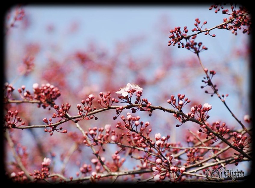 Pink Blossoms taken with Olympus Evolt E-300 by Coastal Salish Photographer TS Ni hUiginn
