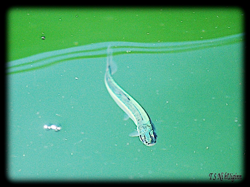 Fish in ocean taken by Salish photographer TS Ni hUiginn!