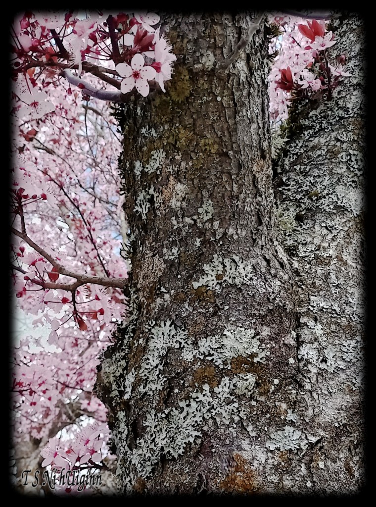 Pink Blossoms on a mossy tree taken by Salish photographer TS Ni hUiginn