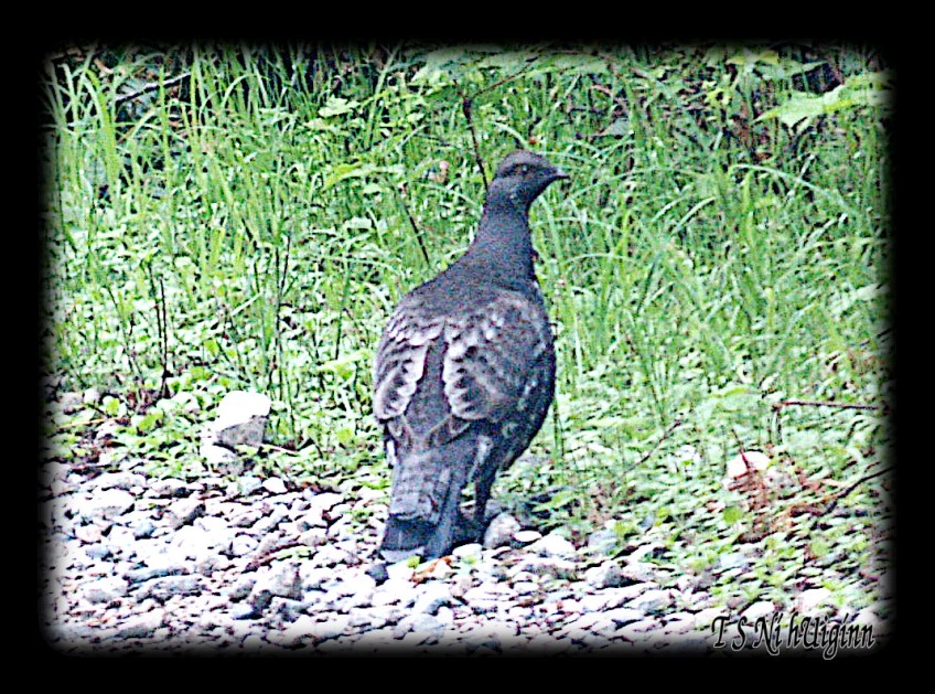 Blue Grouse taken with Olympus Evolt E-300 by Coastal Salish Photographer TS Ni hUiginn