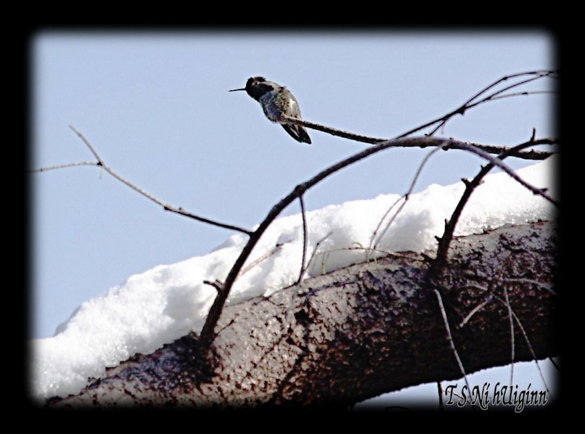 Anna's Hummingbird on a snowy branch taken with Olympus Evolt E-300 by Coastal Salish Photographer TS Ni hUiginn