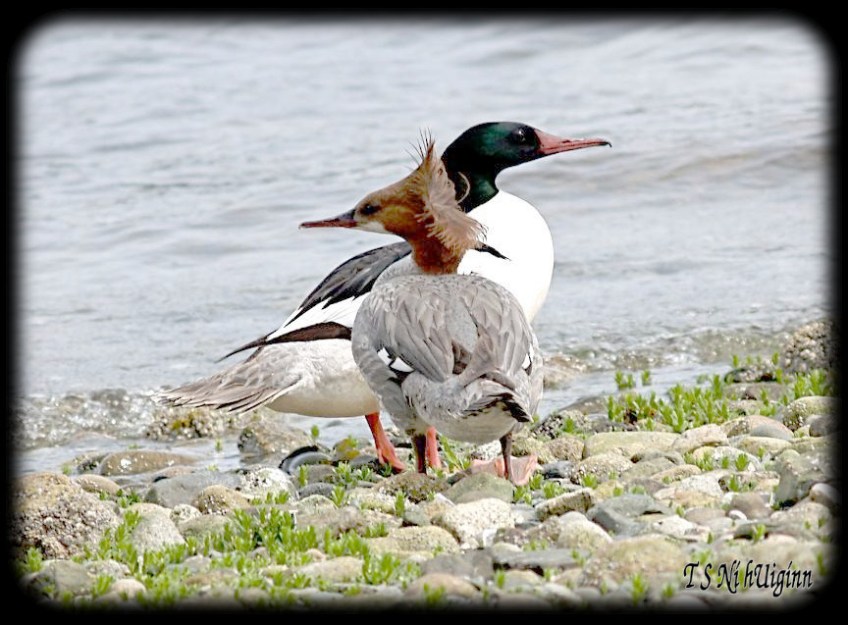 Ducks taken with Olympus Evolt E-300 by Coastal Salish Photographer TS Ni hUiginn