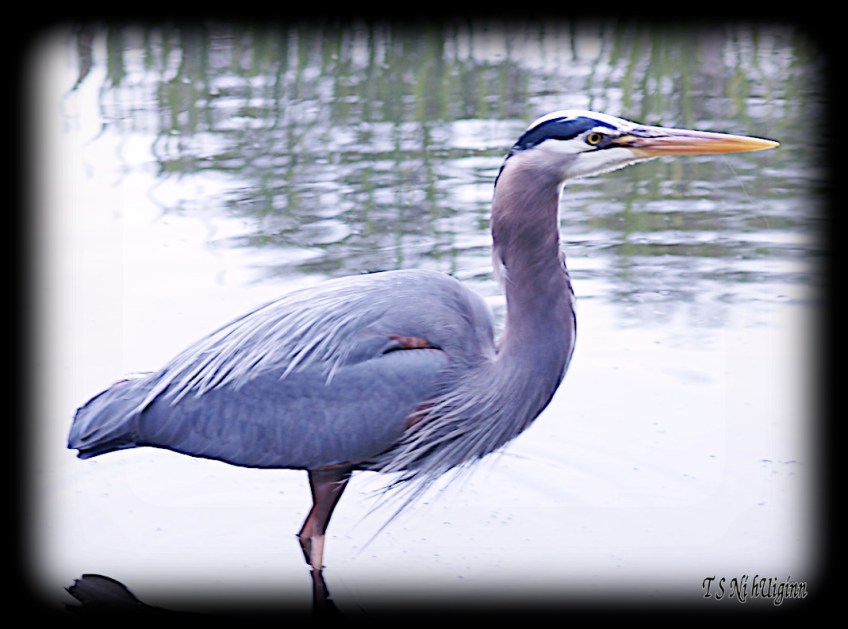 Great Blue Heron taken with Olympus Evolt E-300 by Coastal Salish Photographer TS Ni hUiginn
