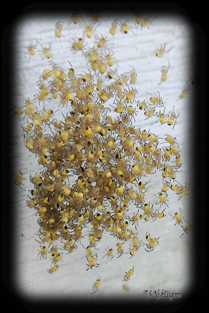 Spiderlings photograph taken by TS Ni hUiginn