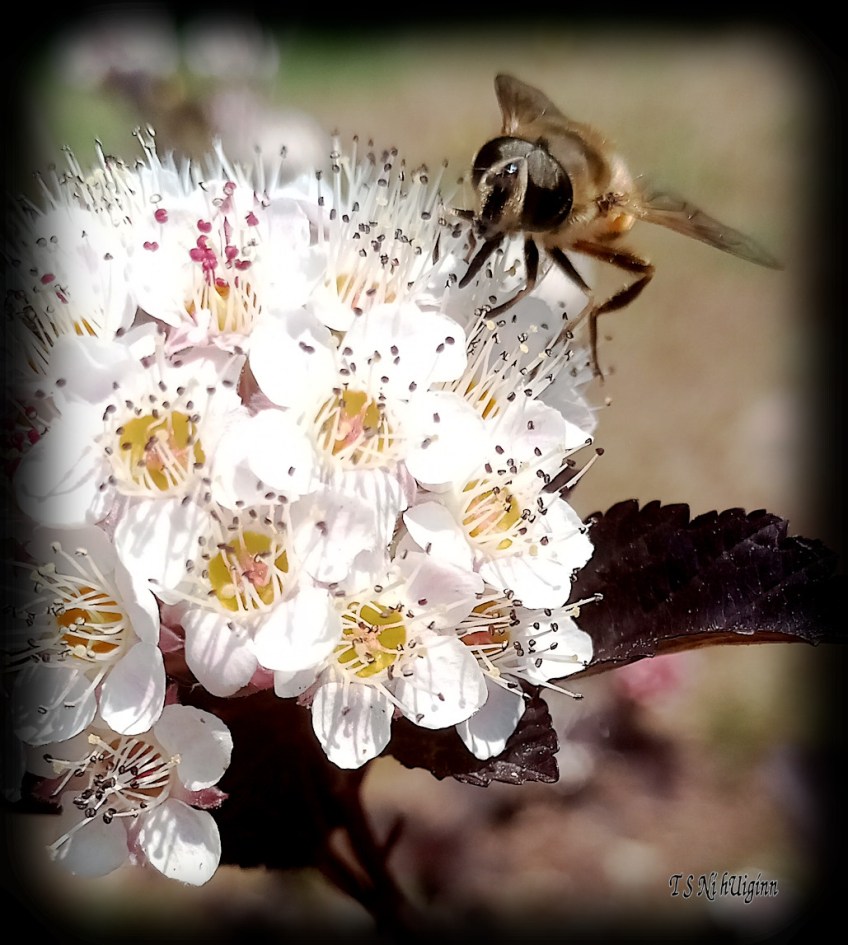 Bee feeding on blossom photograph taken by TS Ni hUiginn
