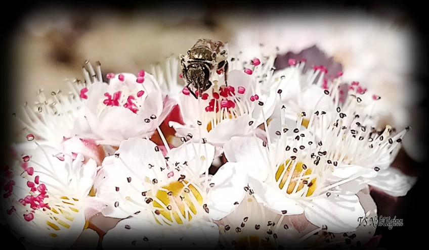 Bee feeding on blossom photograph taken by TS Ni hUiginn